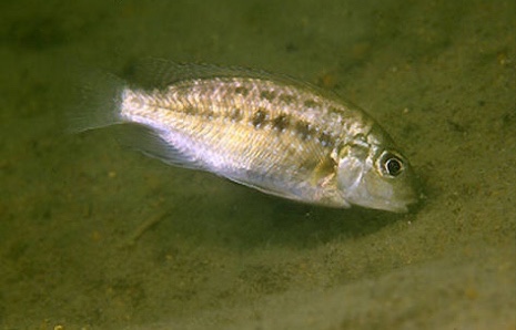 Tropheops sp. 'masimbwe' Harbour Island